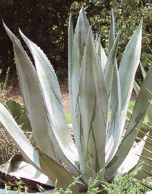 Agave americana var. protoamericana